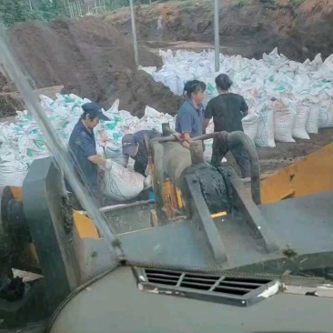 广东省清远市燕洲奶牛场，微生物菌发酵干牛粪，生物有机肥
