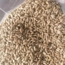 一等小麦3万吨出售有需要的联系