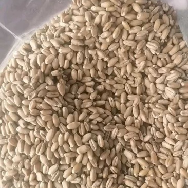 一等小麦3万吨出售有需要的联系