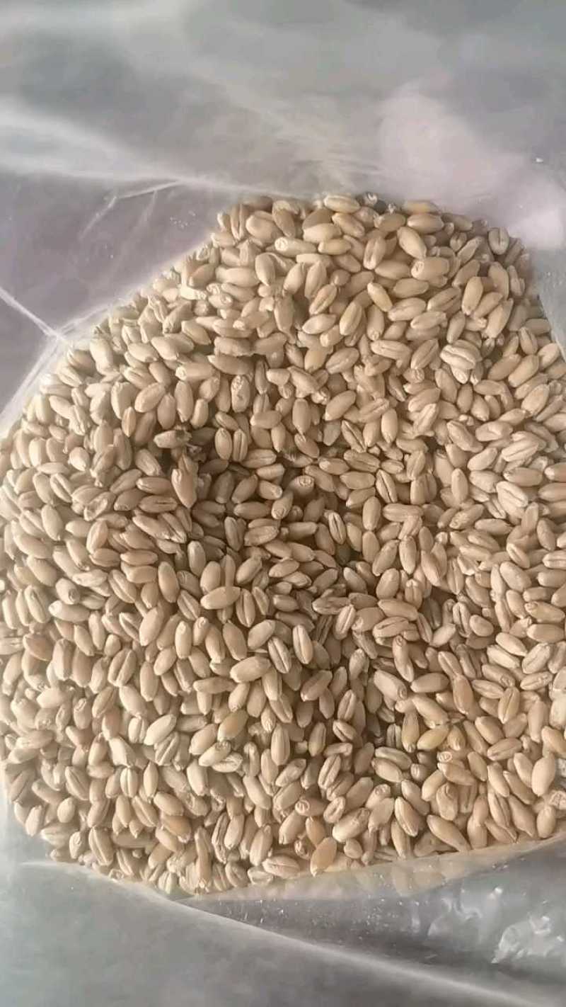 一等小麦3万吨出售有需要的联系