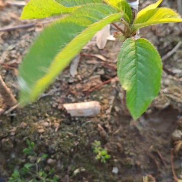 矮化格雷斯星大樱桃苗自花结实基地育苗保湿邮寄现挖现发包邮