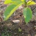 矮化格雷斯星大樱桃苗自花结实基地育苗保湿邮寄现挖现发包邮