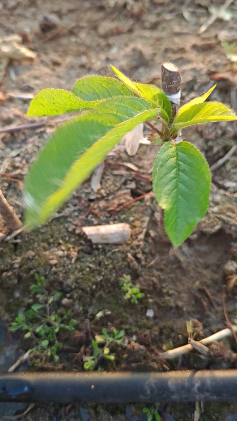 矮化格雷斯星大樱桃苗自花结实基地育苗保湿邮寄现挖现发包邮