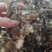 蒲公英纯野生手工挑选带根炖鸡炖排骨超好大货从优
