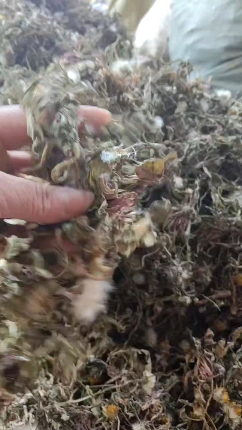 蒲公英纯野生手工挑选带根炖鸡炖排骨超好大货从优