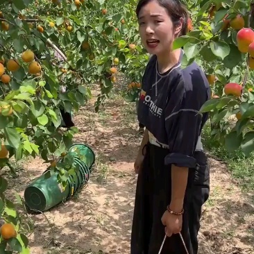 贵妃新品现摘红杏陕西杏子胭脂酸甜当季新鲜水果孕妇应季整箱