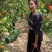 贵妃新品现摘红杏陕西杏子胭脂酸甜当季新鲜水果孕妇应季整箱