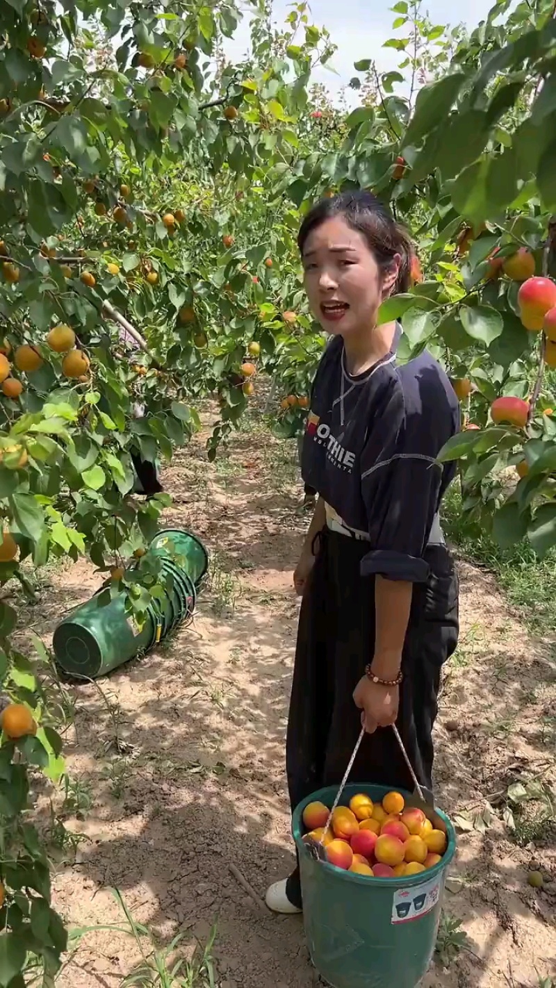 贵妃新品现摘红杏陕西杏子胭脂酸甜当季新鲜水果孕妇应季整箱