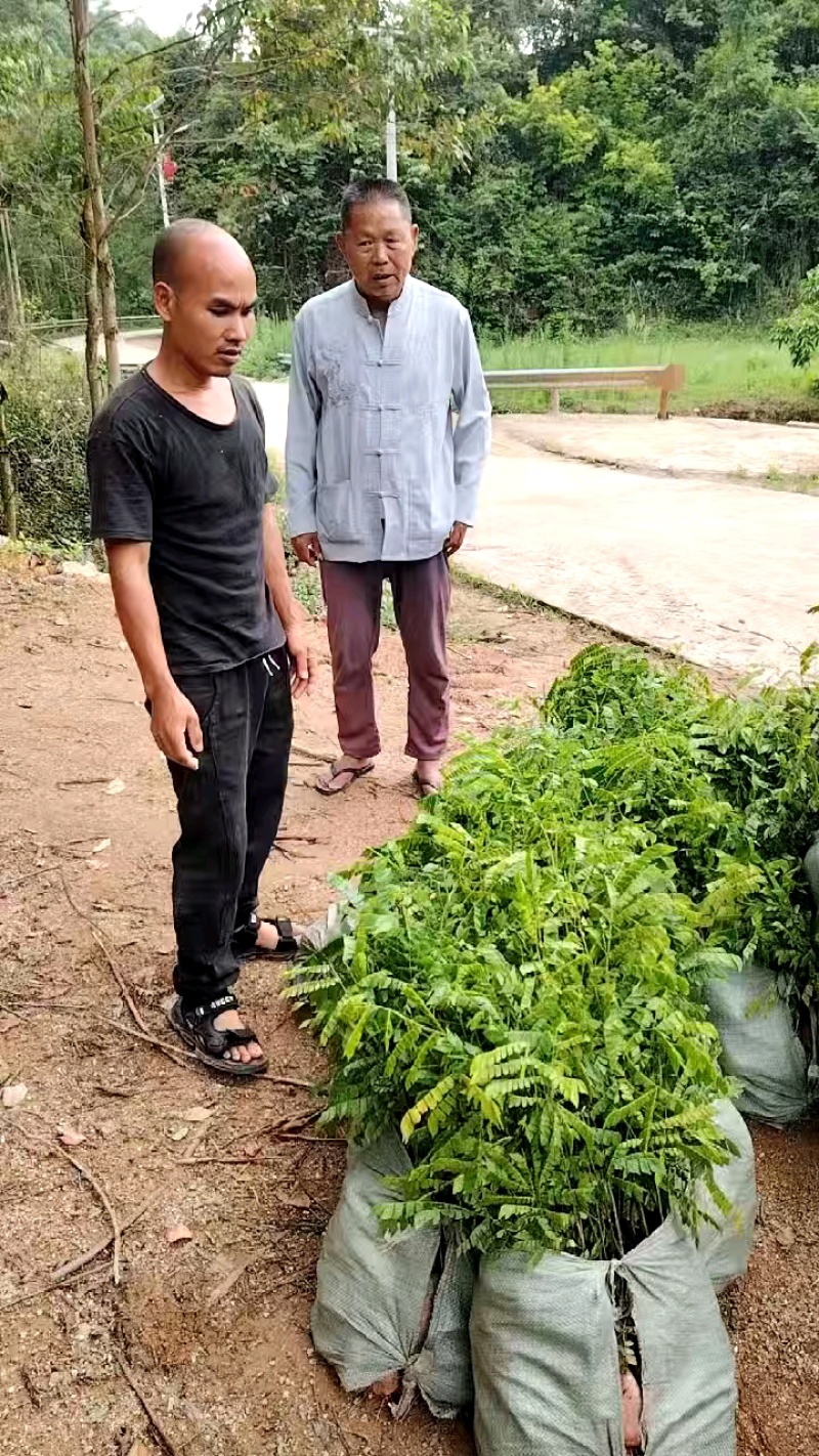 猴耳环杯苗种植成活率高保质保量基地直发。
