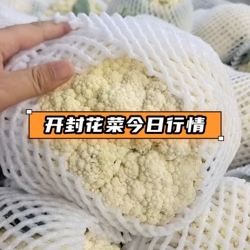 花菜松花菜精品万亩蔬菜基地产地直供，白面青梗河南花菜开封