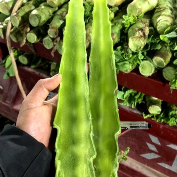 精品莴笋杆子，大量现货价格不高，保质保量发往全国各地，