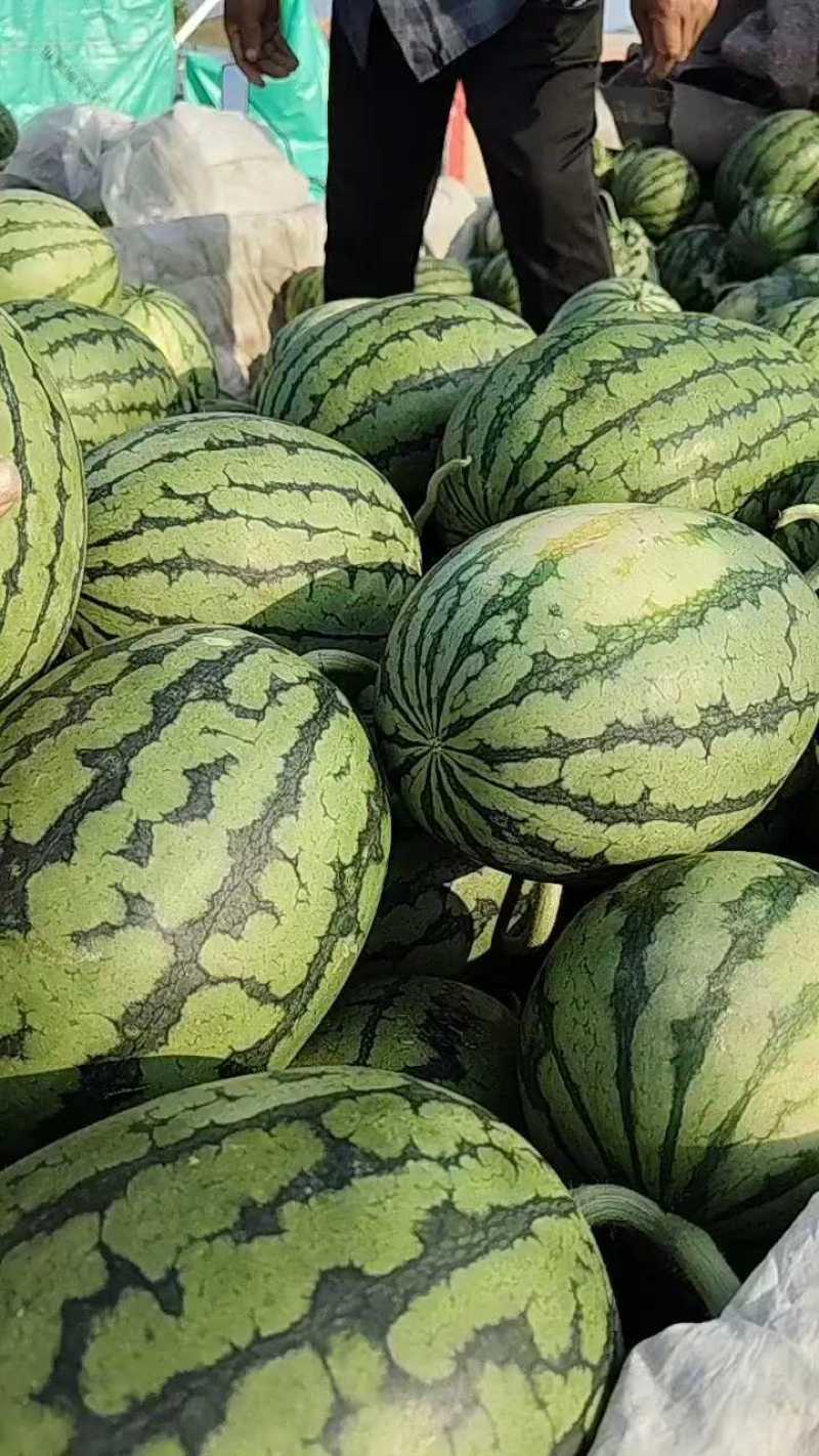 早春红玉西瓜，小糖丸，保证质量，代发全国，诚信第一