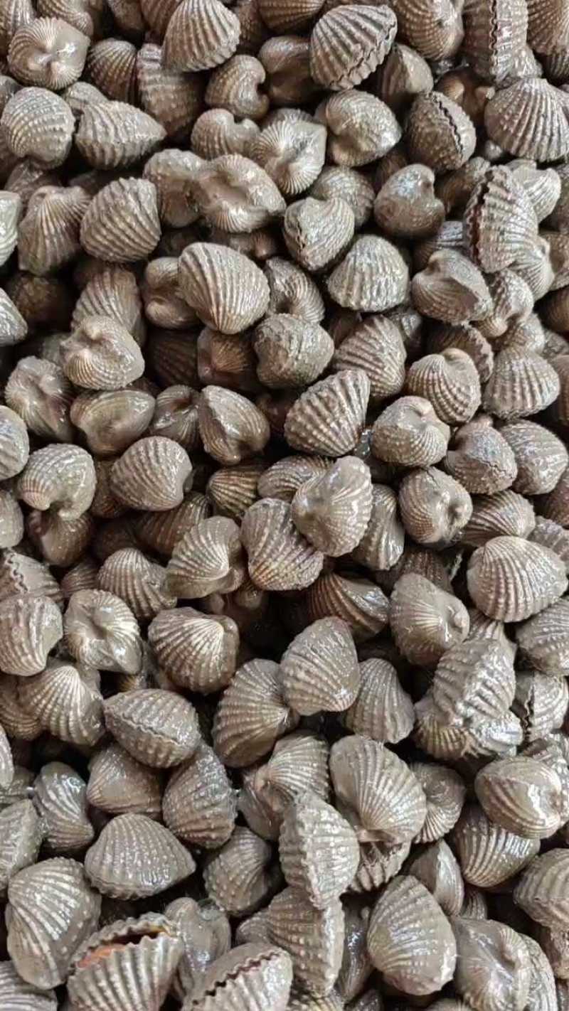 血蛤大小规格都有货