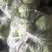 精品甘蓝货源充足对接全国量大从优质量保证欢迎咨询