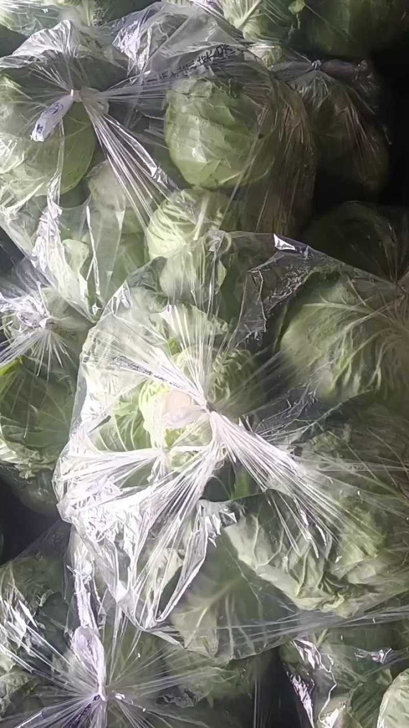 精品甘蓝货源充足对接全国量大从优质量保证欢迎咨询
