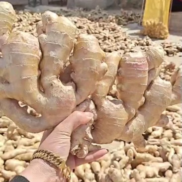 【电商专用】优质山东生姜～品种齐全～大量现货～品质保证