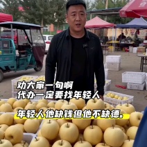 产地直发皇冠梨，各种型号，货源充足，欢迎新老客客商