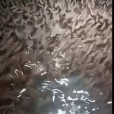 鲈鱼苗,训化加洲鲈鱼苗,大口黑鲈鱼苗,鲈鱼水花棕片