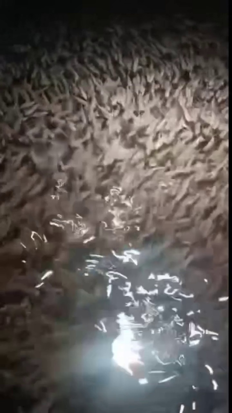 鲈鱼苗，训化加洲鲈鱼苗，大口黑鲈鱼苗，鲈鱼水花棕片
