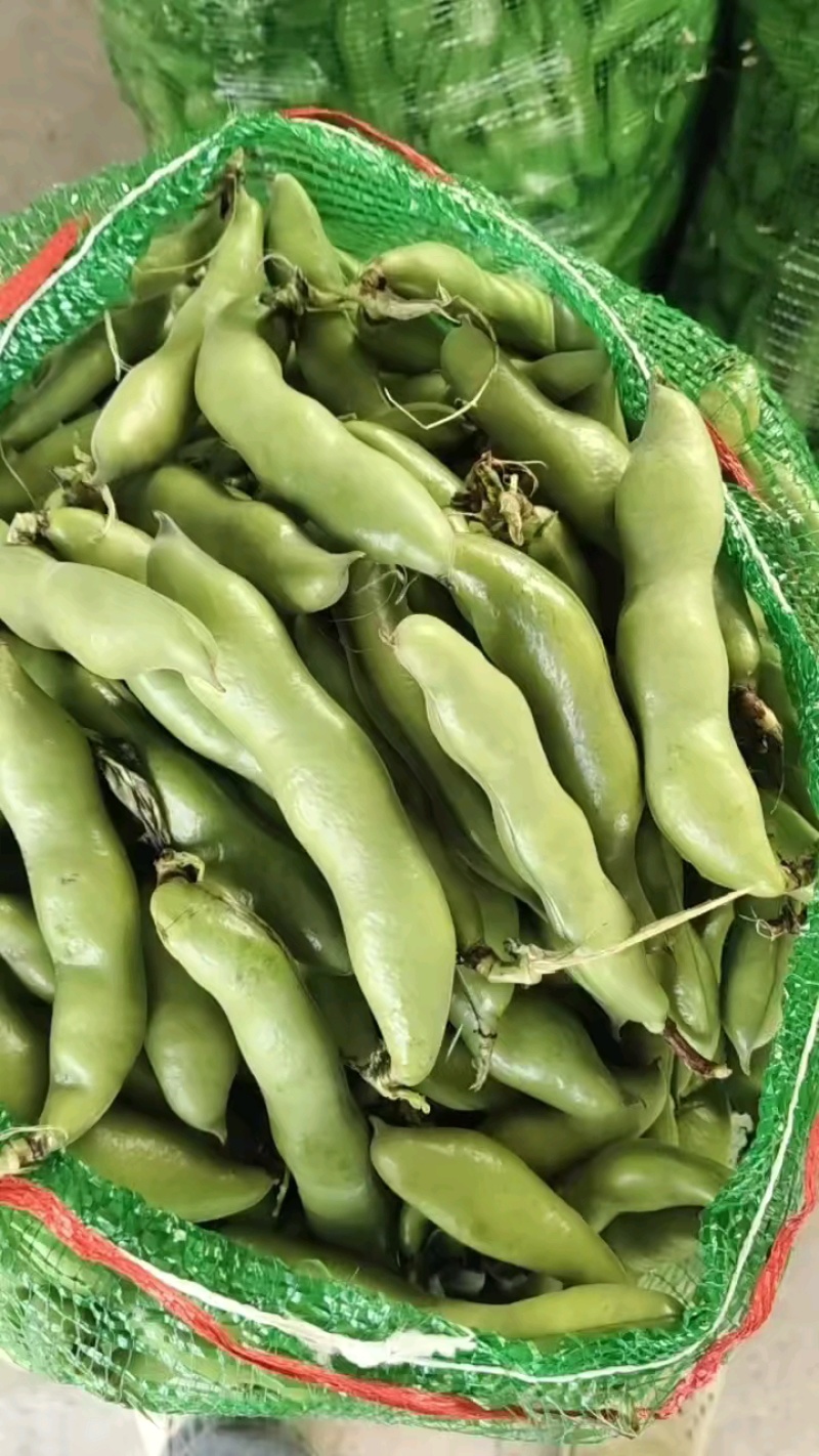 南通精品蚕豆，大白玉品种