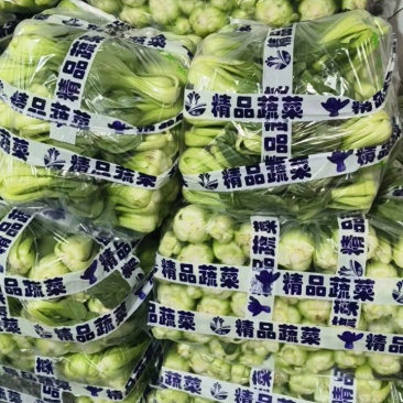 安徽上海青基地，常年供应商超，批发市场，大量精品