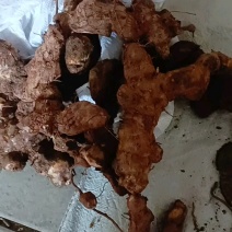[[精选]]肇庆本地大山深处新鲜土伏苓鲜货/土伏苓干片