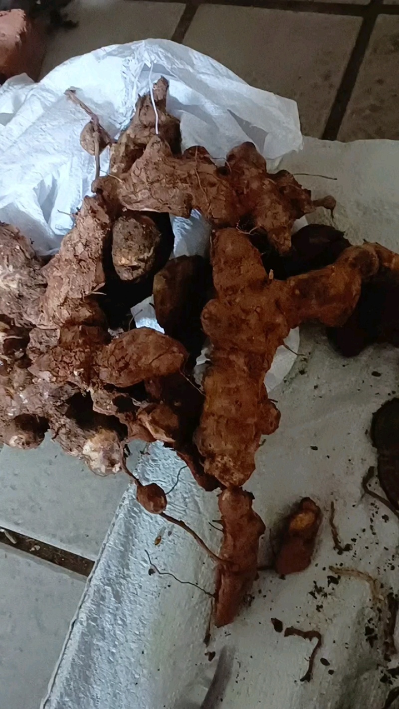 [[精选]]肇庆本地大山深处新鲜土伏苓鲜货/土伏苓干片