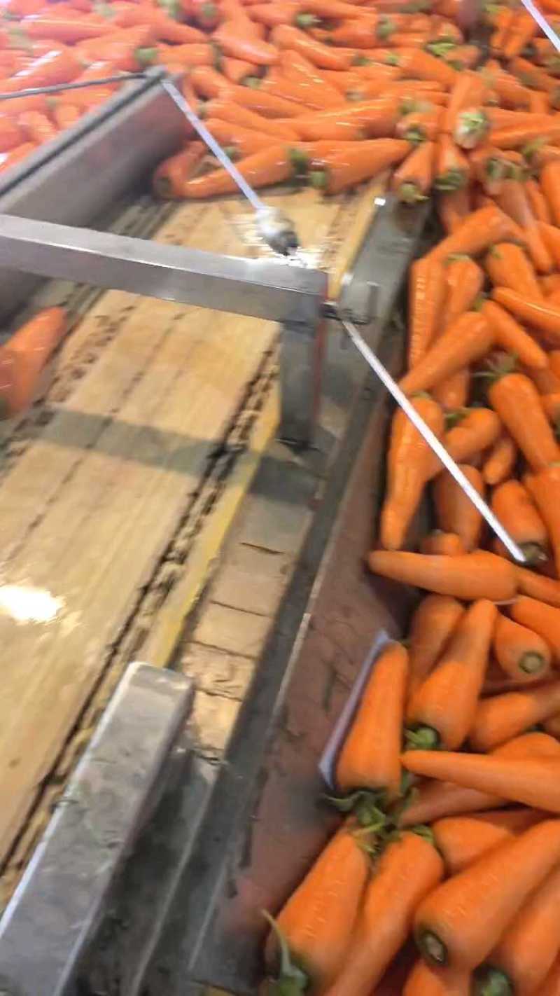 新鲜三红胡萝卜，全国发货只做精品货，电商超市
