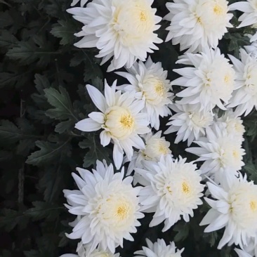 鲜切黄/白菊
