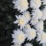 鲜切黄/白菊