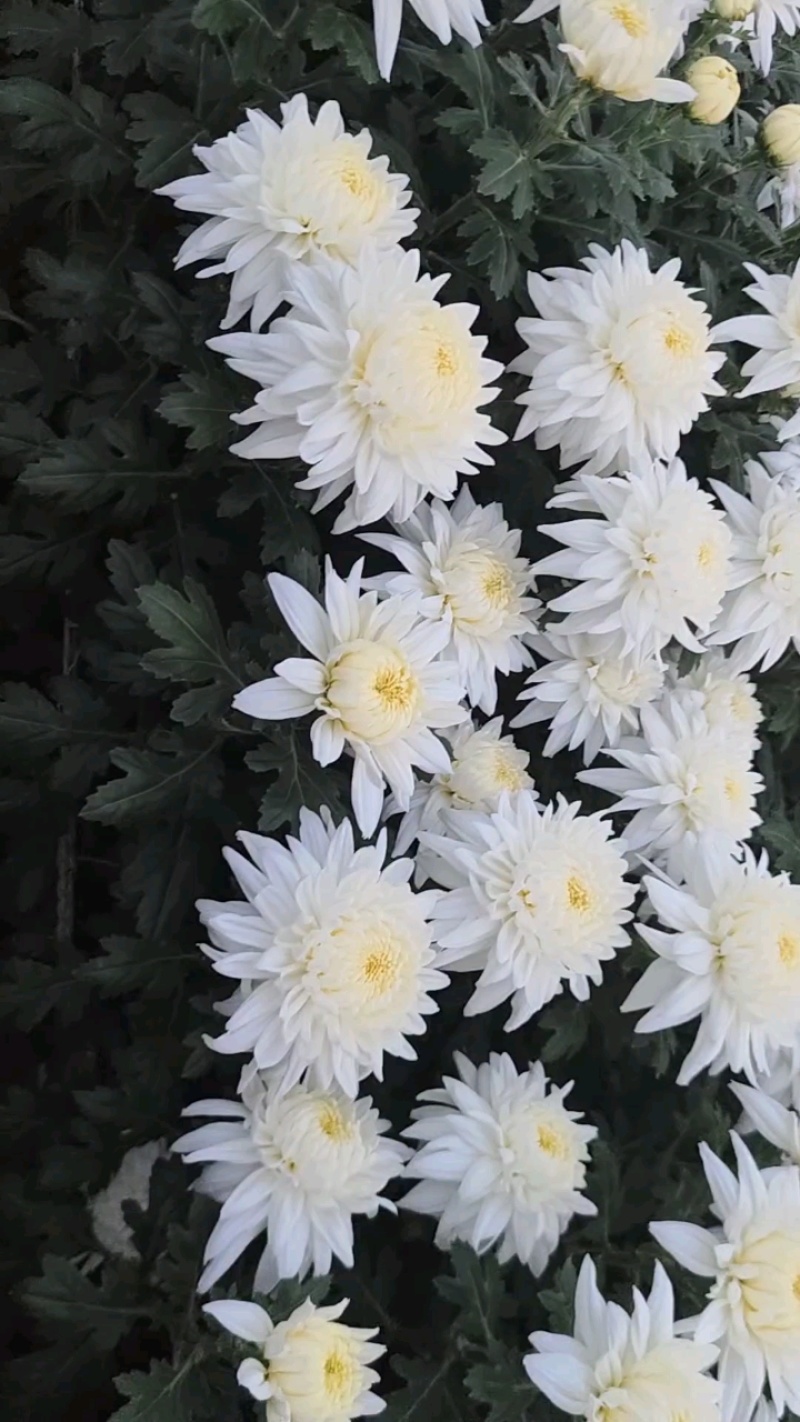 鲜切黄/白菊