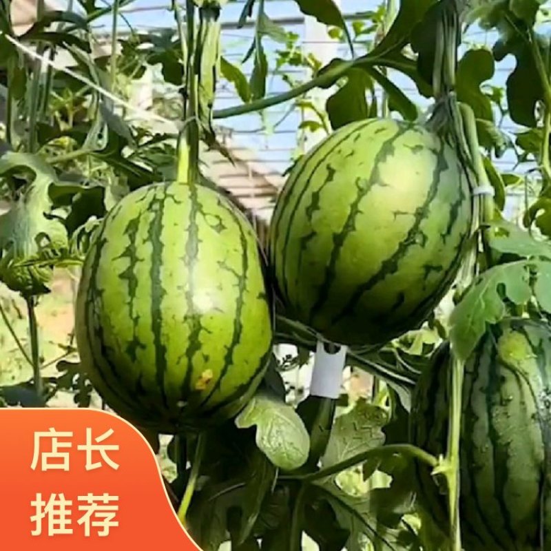 沧州沧县小糖丸西瓜新鲜上市大量有现货批发