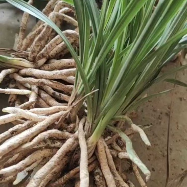 随州矮蕙兰九节兰批发零售脱盆熟草地栽下坡兰花苗大花蕙兰