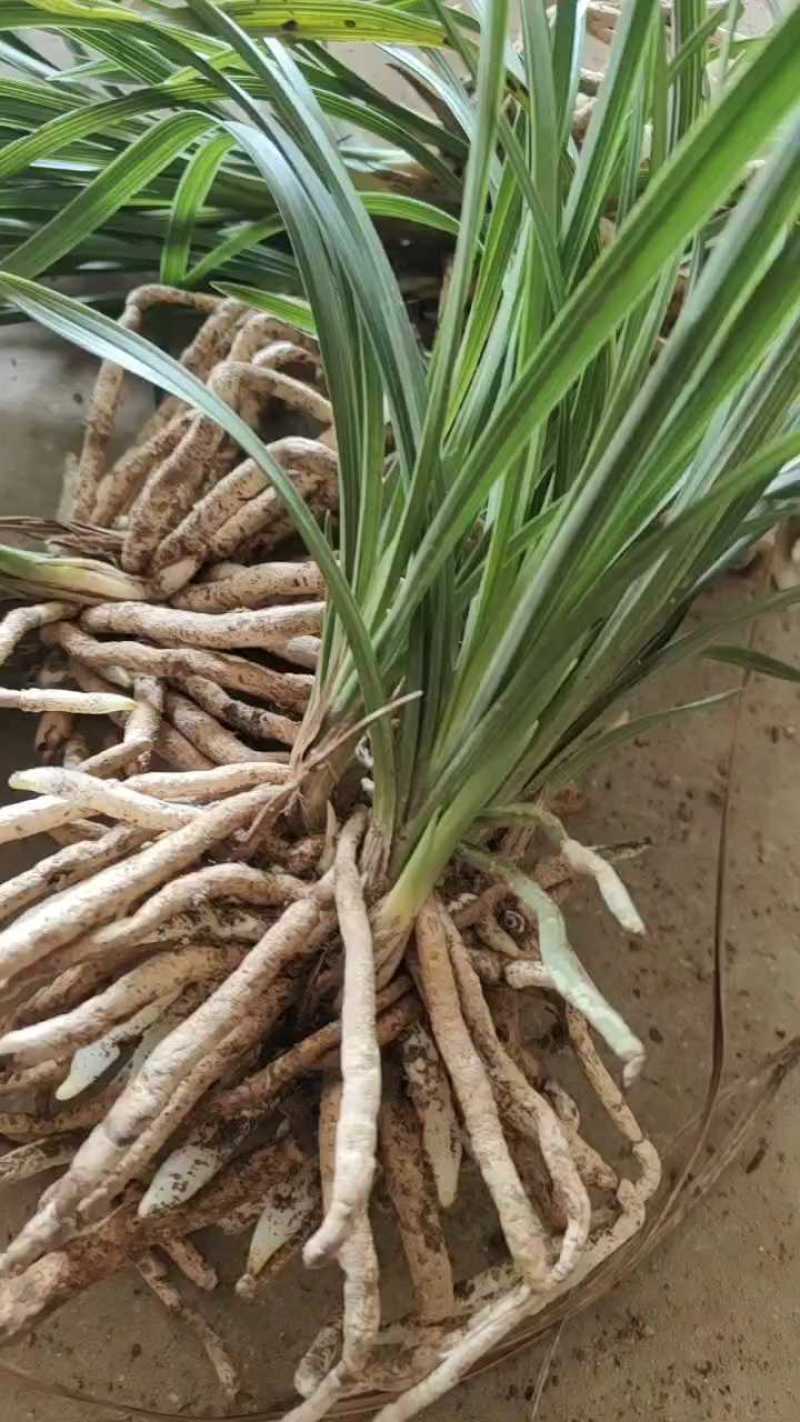 随州矮蕙兰九节兰批发零售脱盆熟草地栽下坡兰花苗大花蕙兰