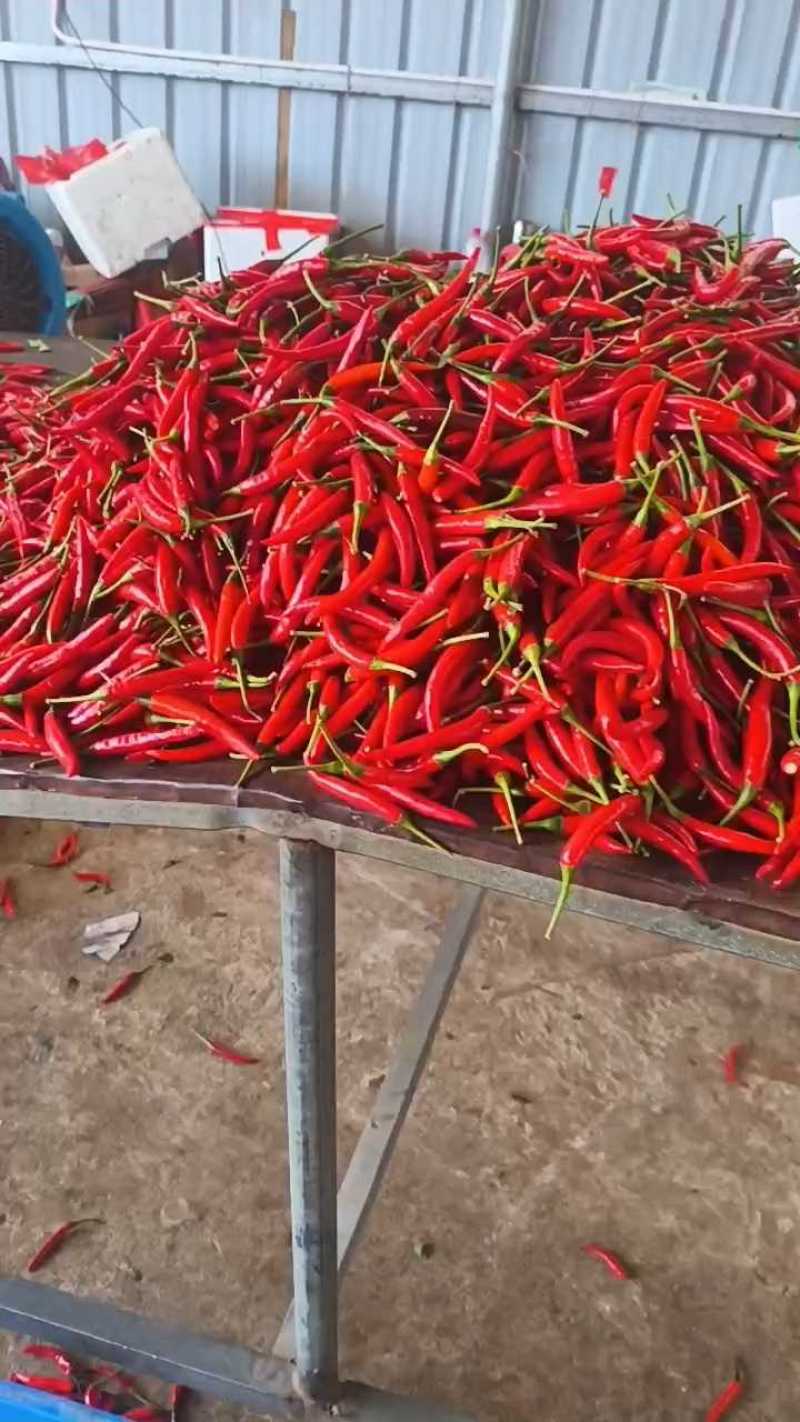 小米辣广东阳江产地直供，新鲜采摘，量大从优