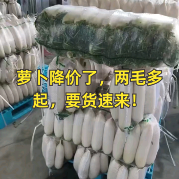 荆门白萝卜湖北萝卜白萝卜大量供应可视频看货欢迎来电
