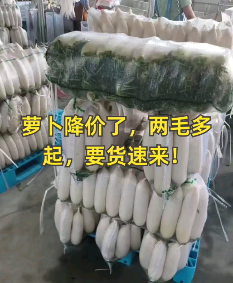 荆门白萝卜湖北萝卜白萝卜大量供应可视频看货欢迎来电