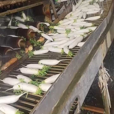 精品白萝卜湖北萝卜大量供应可视频看货欢迎来电