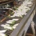 精品白萝卜湖北萝卜大量供应可视频看货欢迎来电