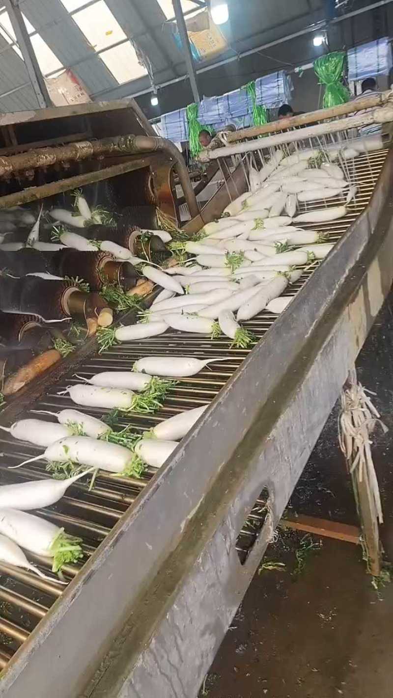 精品白萝卜湖北萝卜大量供应可视频看货欢迎来电