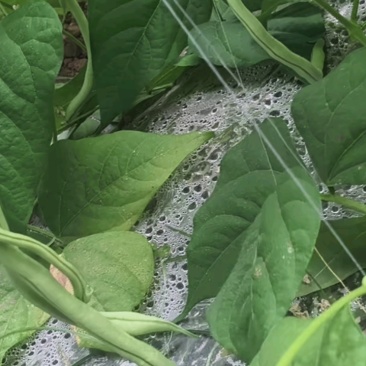 甘肃豆王架豆豆无筋豆产地直销，质量保证，支持各种包装。