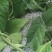 甘肃豆王架豆豆无筋豆产地直销，质量保证，支持各种包装。