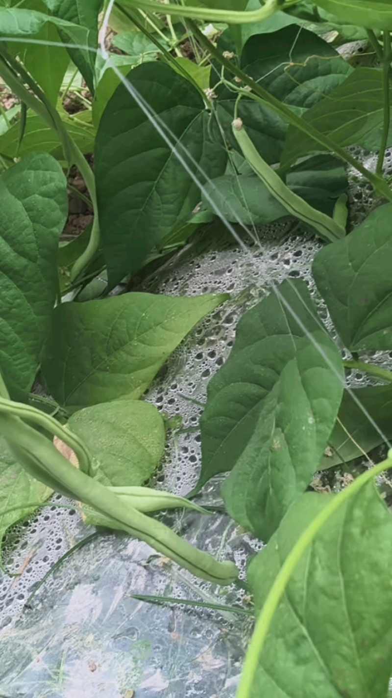 甘肃豆王架豆豆无筋豆产地直销，质量保证，支持各种包装。
