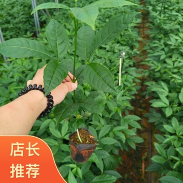 【大量供应】广东云浮云城区直发三叉苦种苗营养杯苗全国发货
