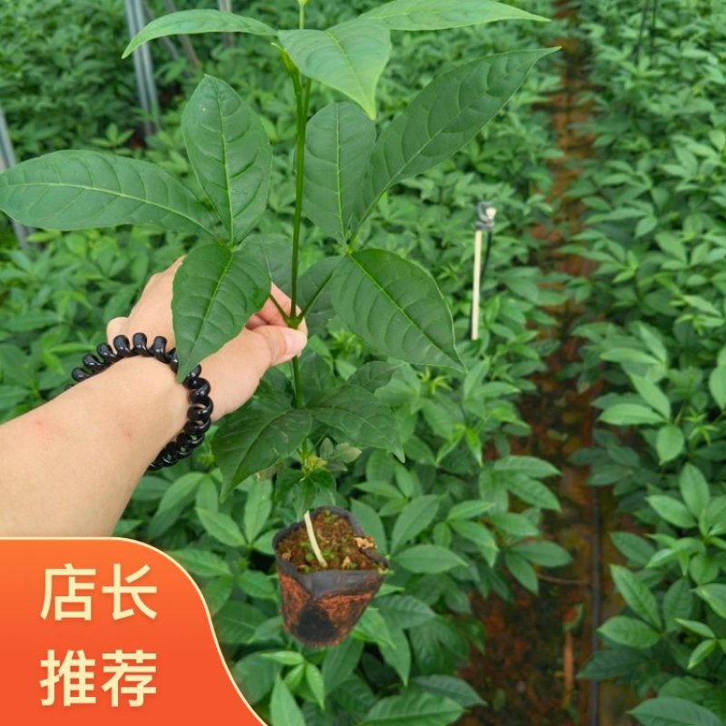 【大量供应】广东云浮云城区直发三叉苦种苗营养杯苗全国发货