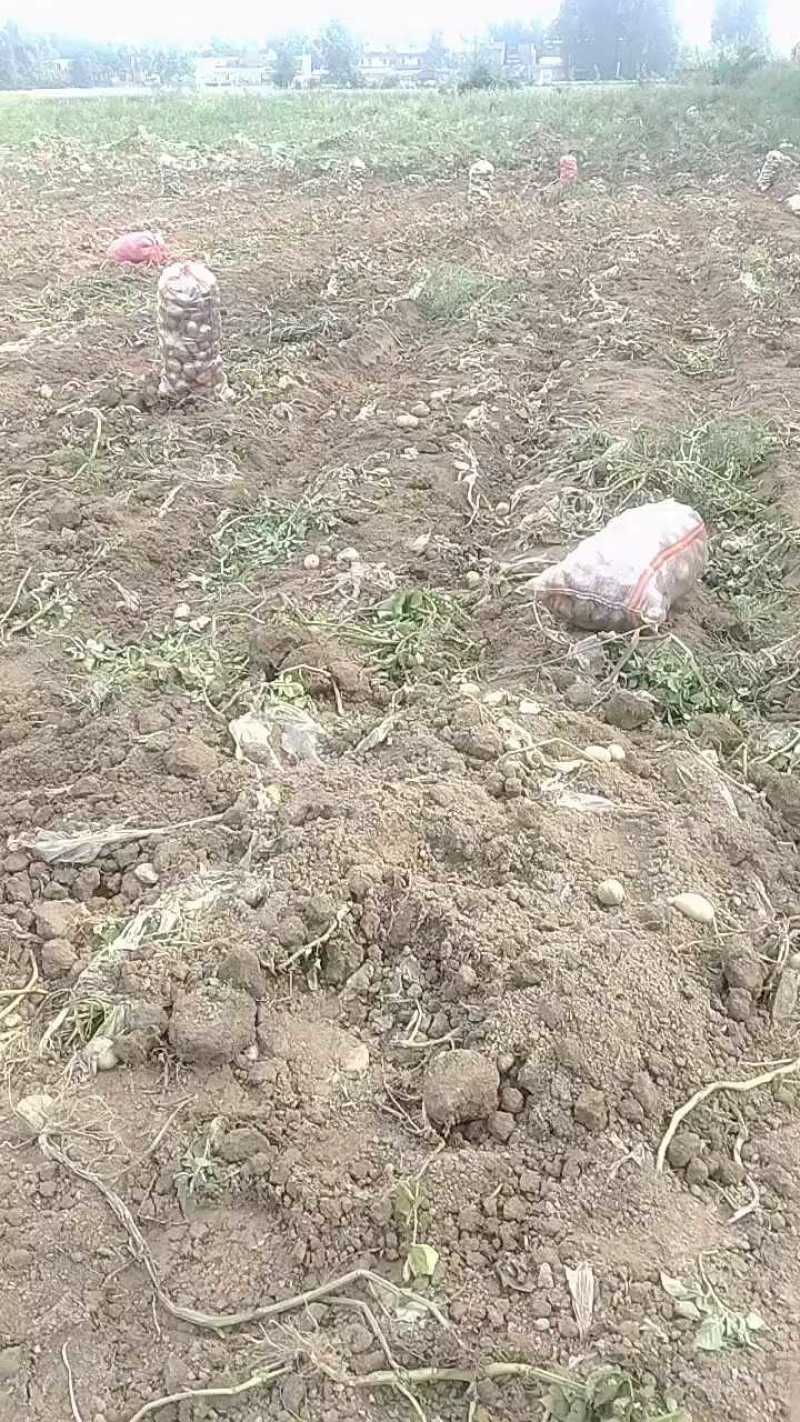 湖北天门黄心土豆，价格便宜，大小都有