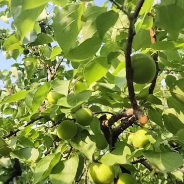 金太阳，加工厂货源基地，超市，电商，市场果。