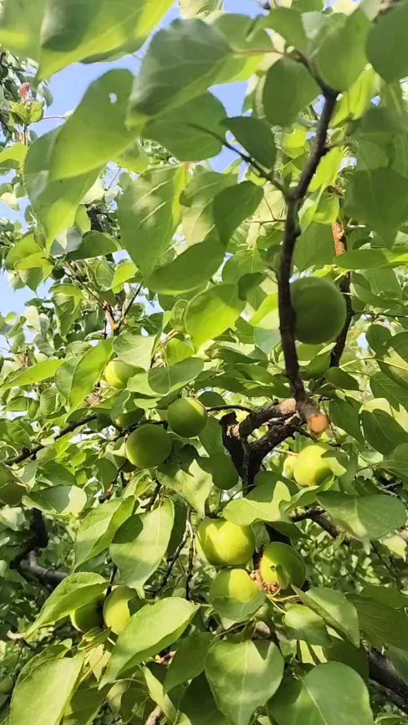 金太阳，加工厂货源基地，超市，电商，市场果。