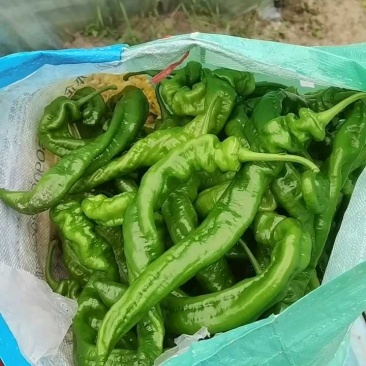 螺丝椒大量上市可大量供货市场电商大型商超全天在线