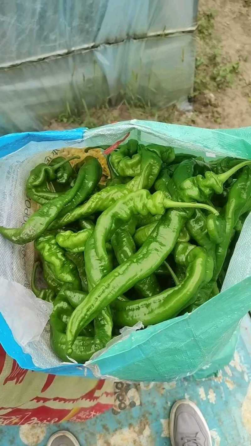 螺丝椒大量上市可大量供货市场电商大型商超全天在线